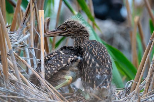 Free Close-up of young Black-crowned Night Heron chicks nestled in their wetland habitat. Stock Photo