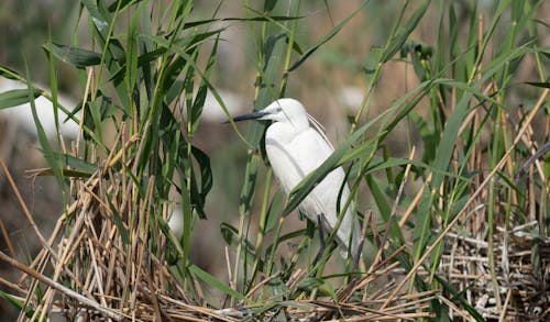 Photos gratuites de aigrette, animal, eau