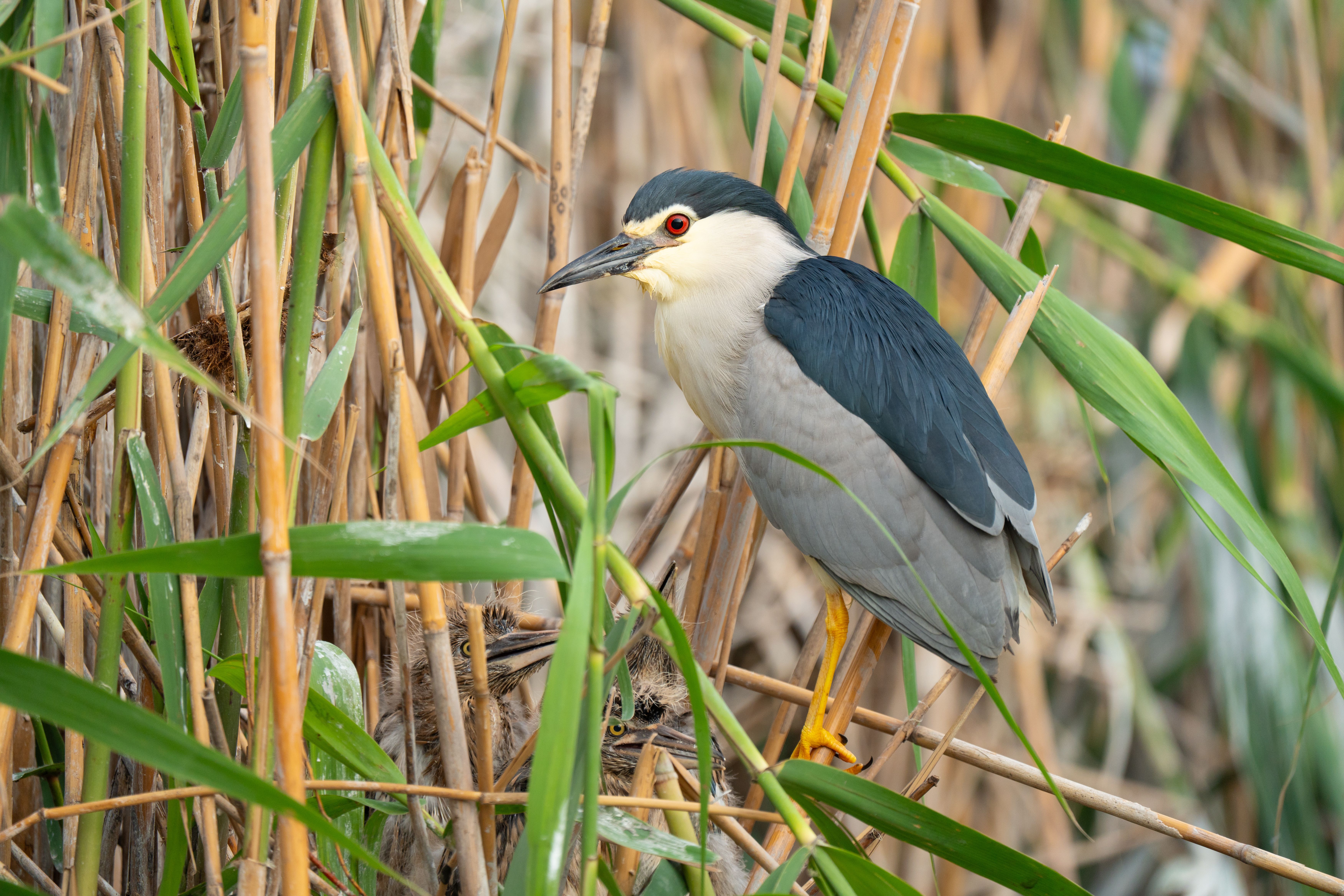 night herons protected