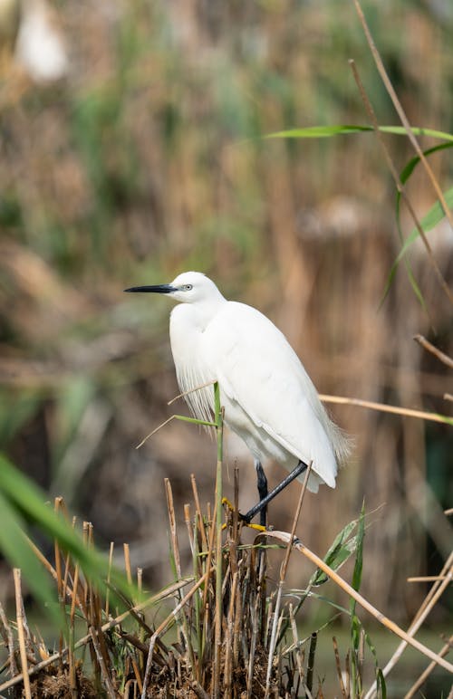 Photos gratuites de aigrette, animal, eau