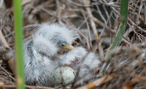 Free Close-up of a fluffy baby bird in a nest beside an unhatched egg, showcasing wildlife beauty. Stock Photo