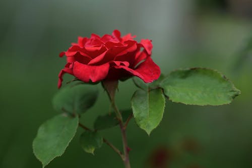 Immagine gratuita di fiori, giardino, molla