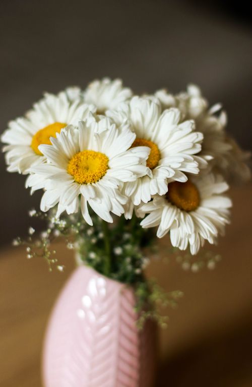 Free A simple and elegant display of white daisies in a pink vase, perfect for decoration. Stock Photo