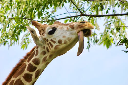 Gratis stockfoto met beest, boerderijdier, boerderijdieren