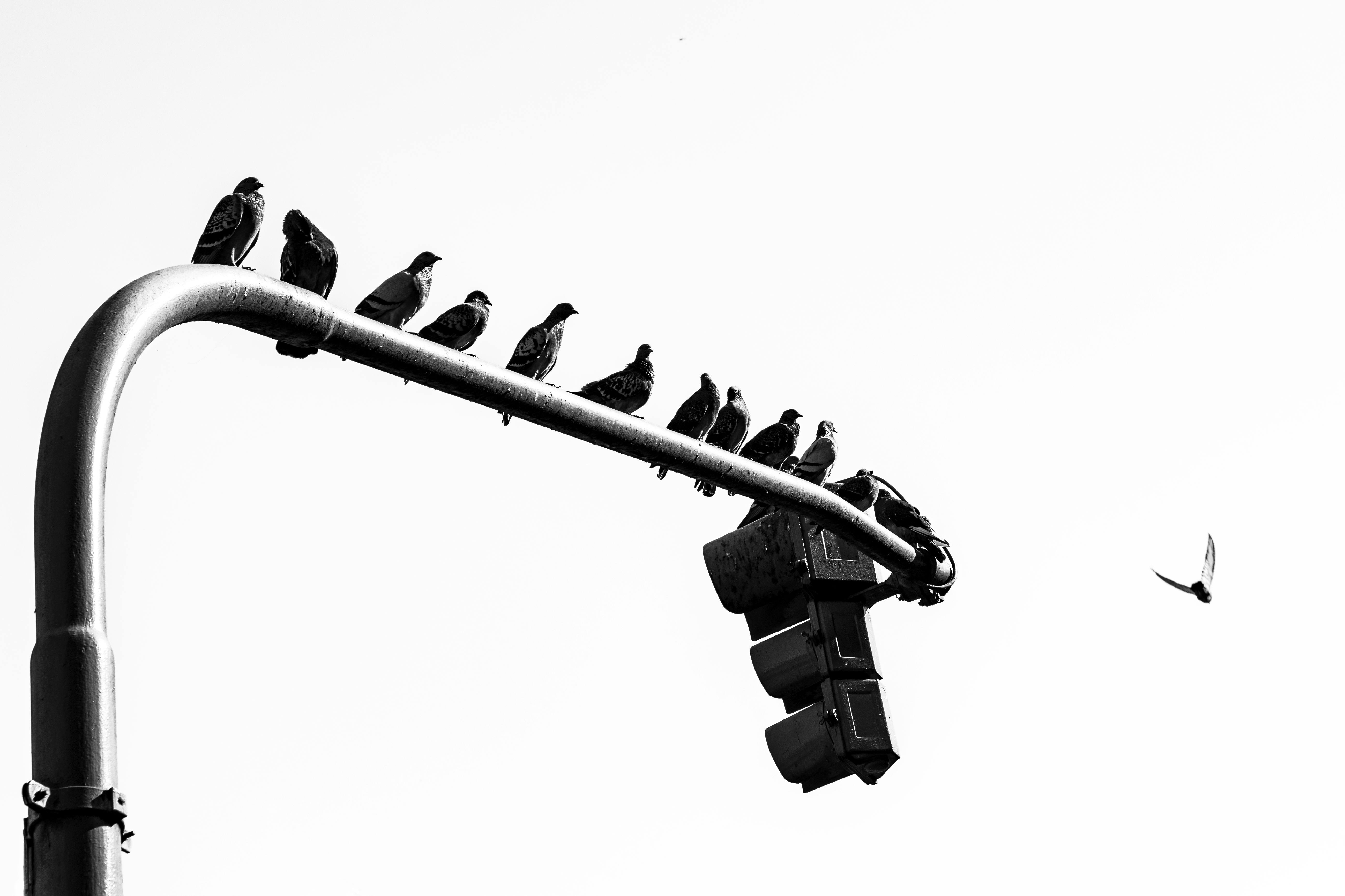 a black and white photo of a traffic light and birds