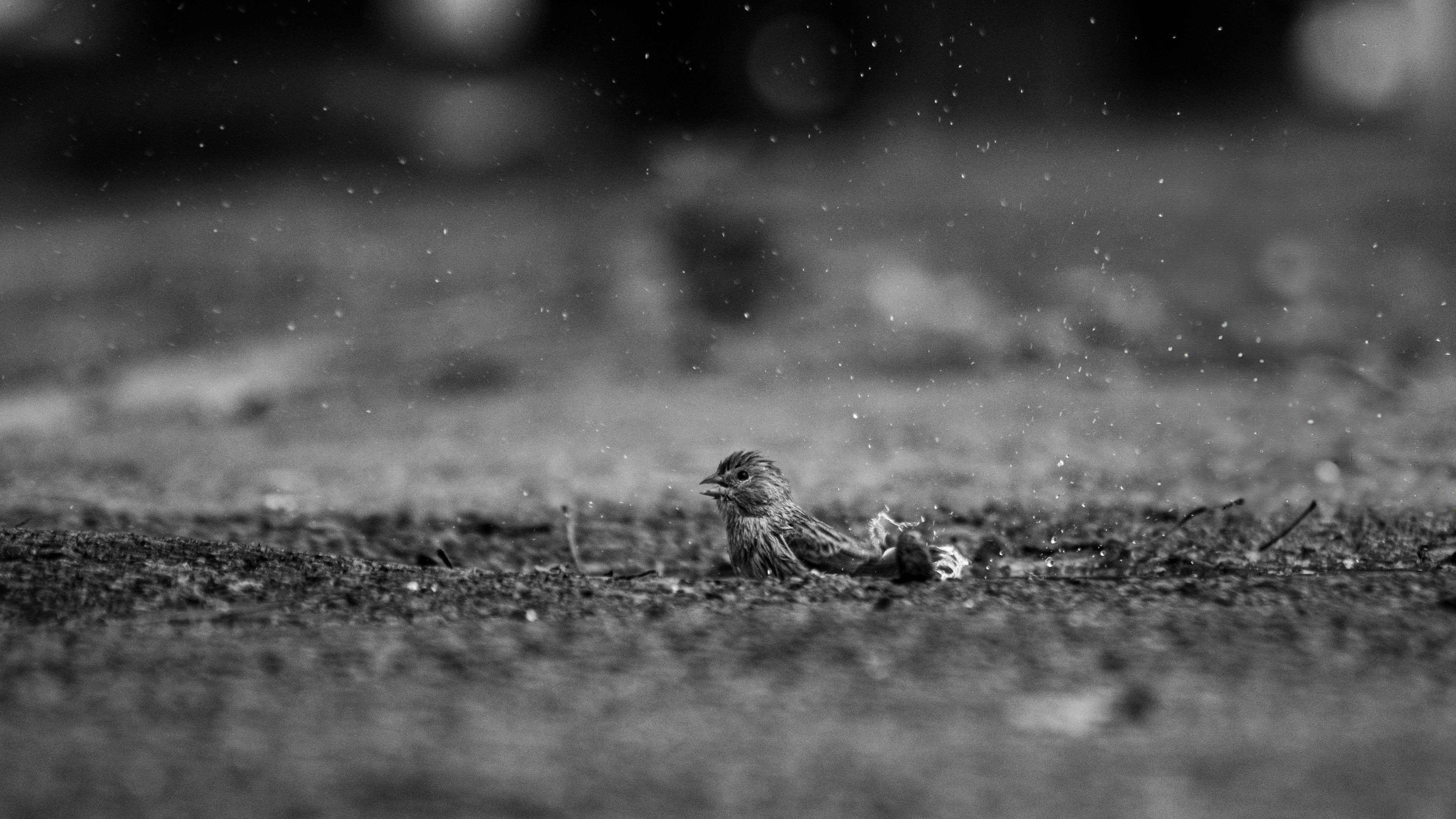 a black and white photo of a bird on the ground