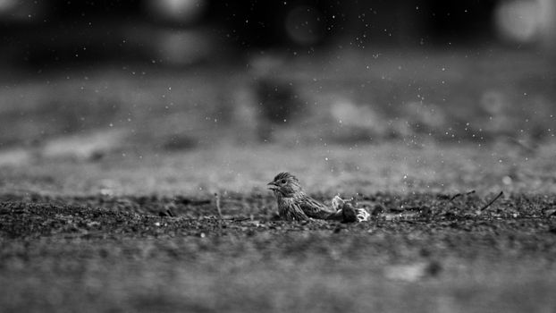 Small Bird On the Ground