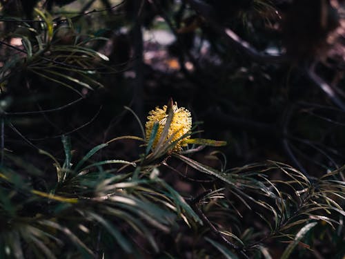 Kostnadsfri bild av banksia