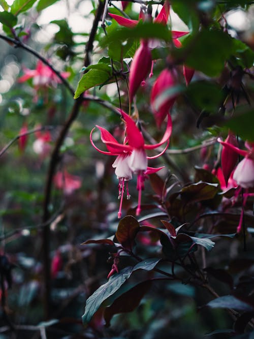 Kostnadsfri bild av fuchsia