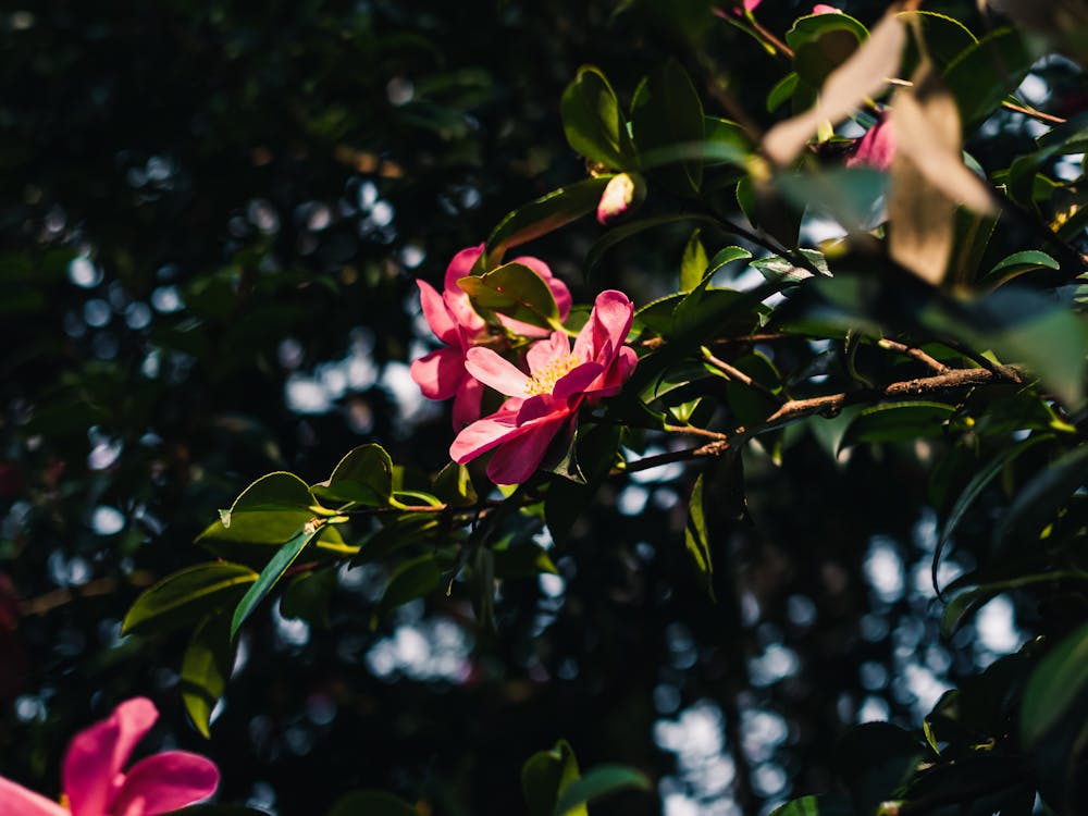 Gratis lagerfoto af camellia
