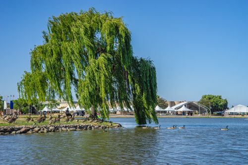 A willow at the edge of a calm lake — photo by Robert So on Pexels