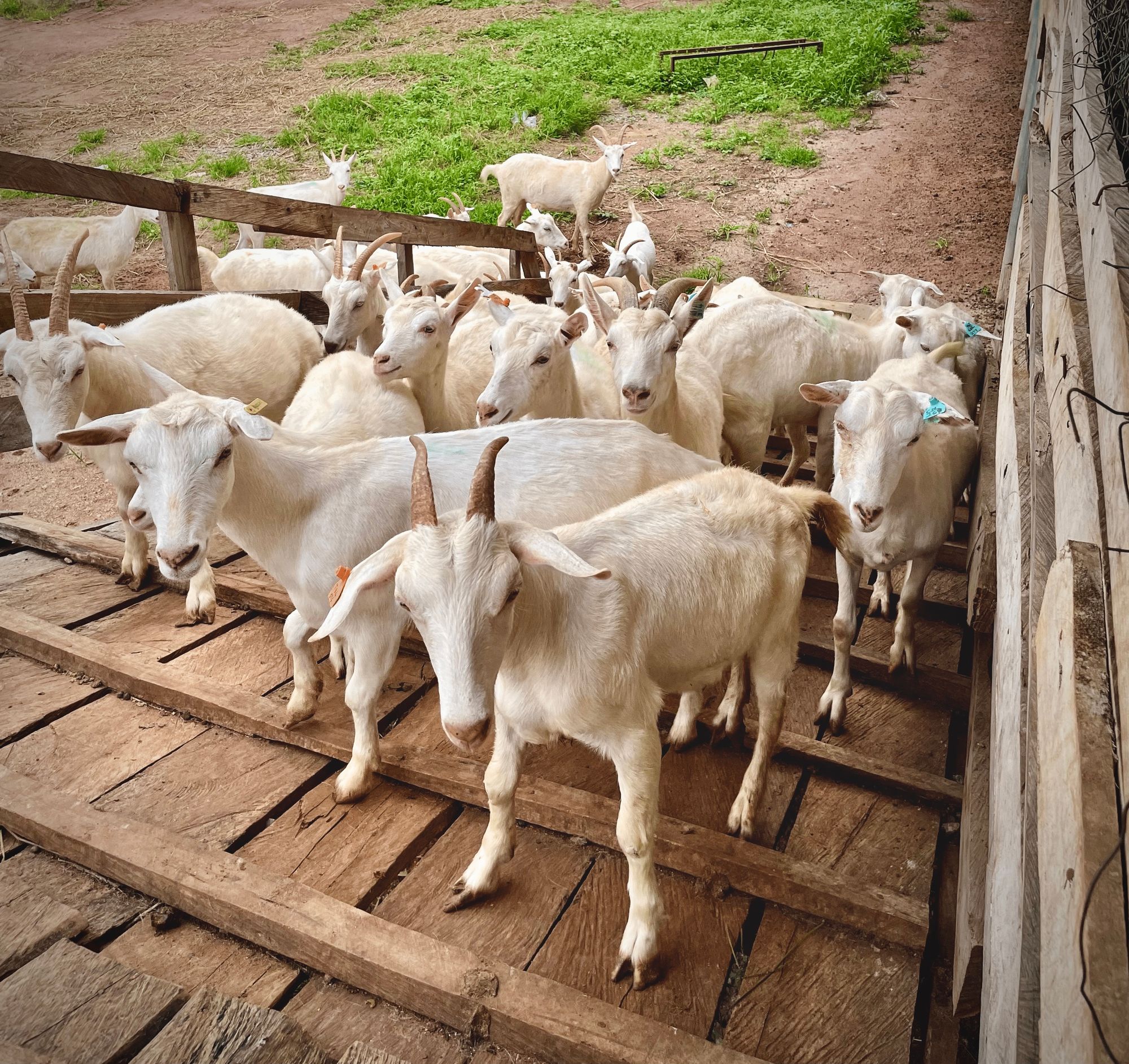 Goats on a farm
