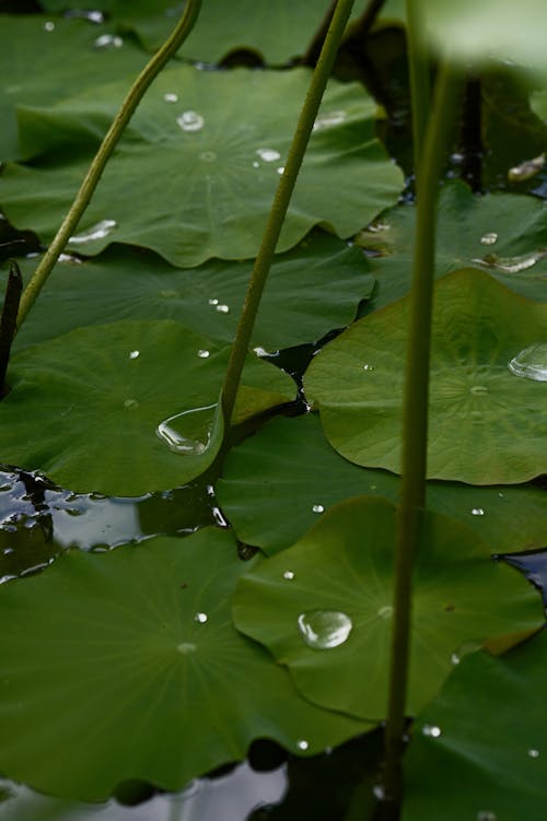 Free stock photo of lotus leaf, water lily