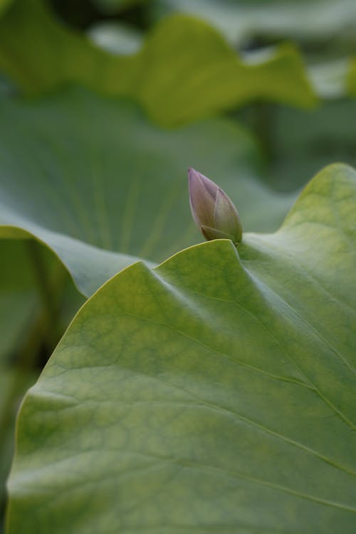 A pink flower is growing on the leaves of a lotus