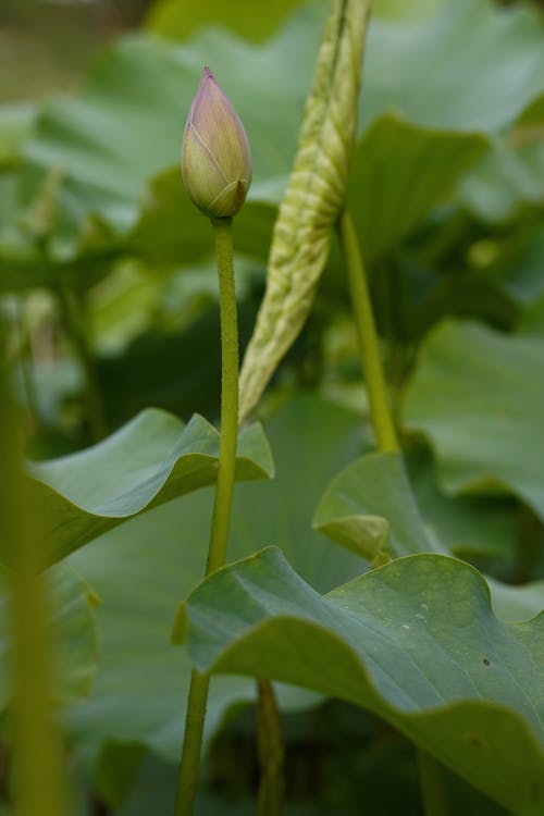 Free stock photo of water lily