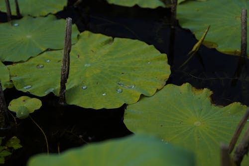 Free stock photo of lotus leaf, water lily