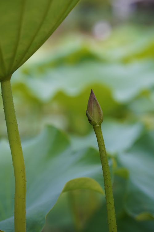 Free stock photo of water lily