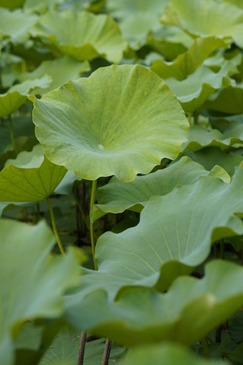 Lotus leaves in a pond with green leaves