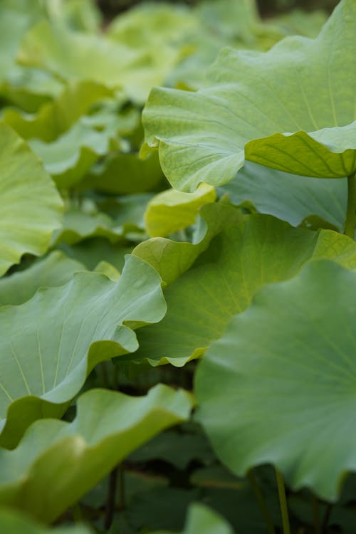 Free stock photo of lotus leaf