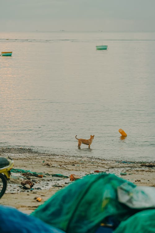 A dog is standing in the water near a beach