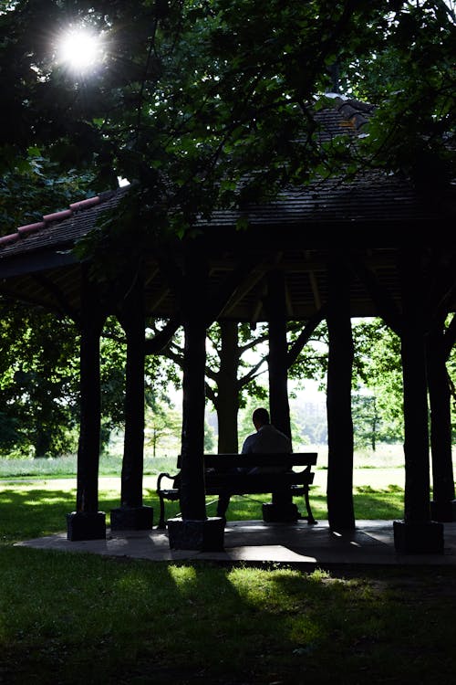 Imagine de stoc gratuită din arbori veșnic verzi, central park, codru