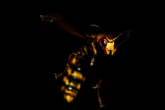 Macro Photography of Wasp