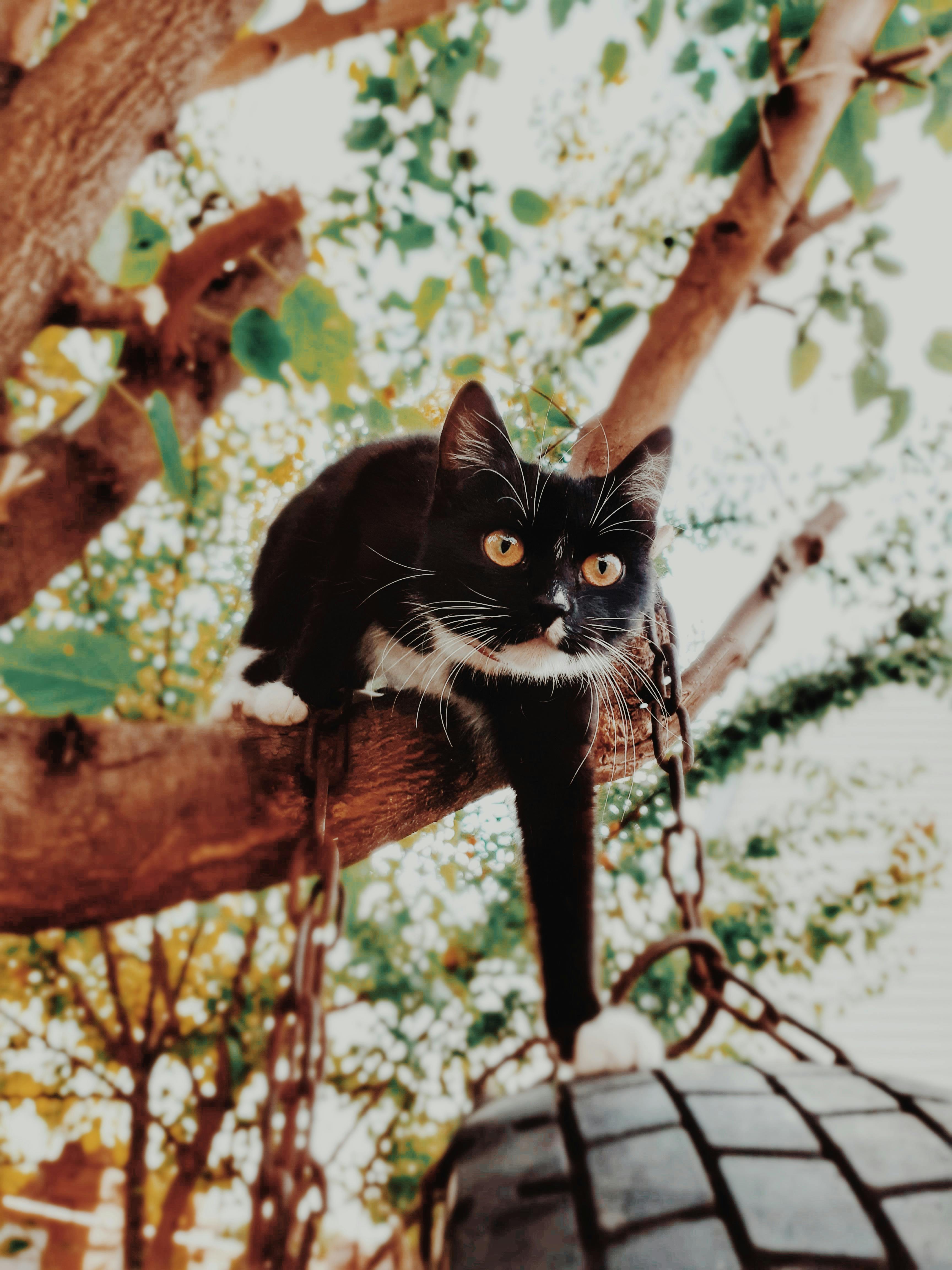 tuxedo cat on branch of tree