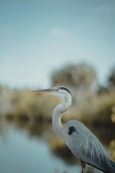 Close-up portrait of a heron by a tranquil pond in Bayport, FL, capturing its elegant posture and natural beauty.