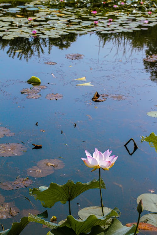 Imagine de stoc gratuită din lotus