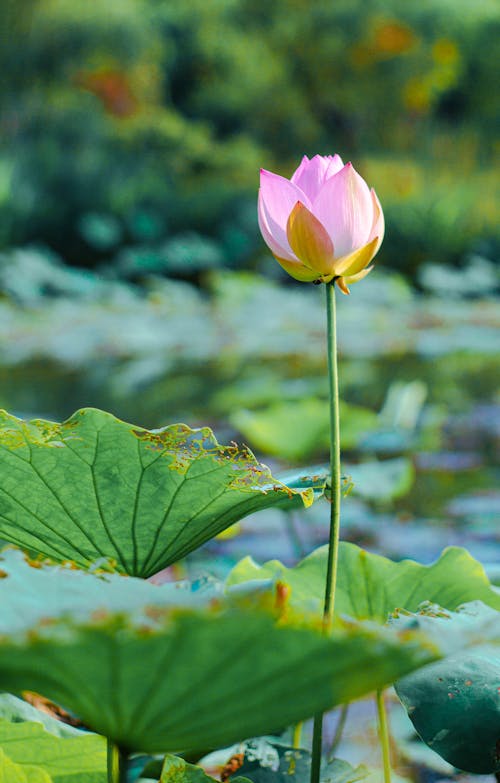 Imagine de stoc gratuită din lotus