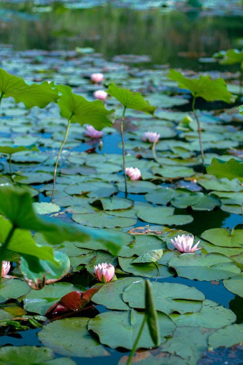 Imagine de stoc gratuită din lotus, nanjing