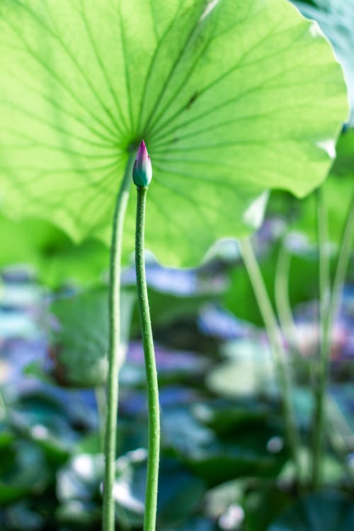 Imagine de stoc gratuită din lotus, nanjing