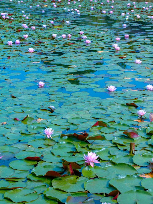 Imagine de stoc gratuită din lotus