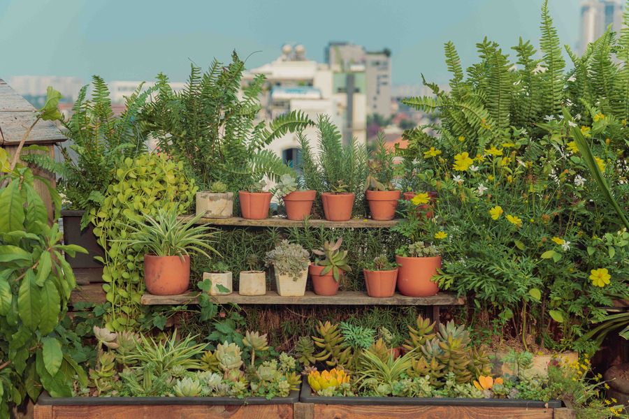 Huerto urbano con plantas en macetas y ciudad al fondo — territorio verde