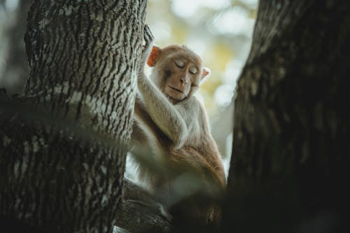 Ilmainen kuvapankkikuva tunnisteilla apina, eläin, eläintarha