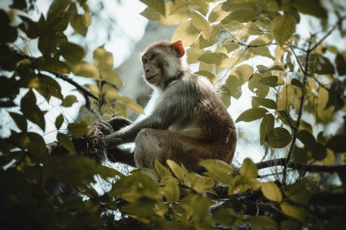 Free Calm monkey sitting on a tree branch surrounded by lush green leaves at Silver Springs, Florida. Stock Photo