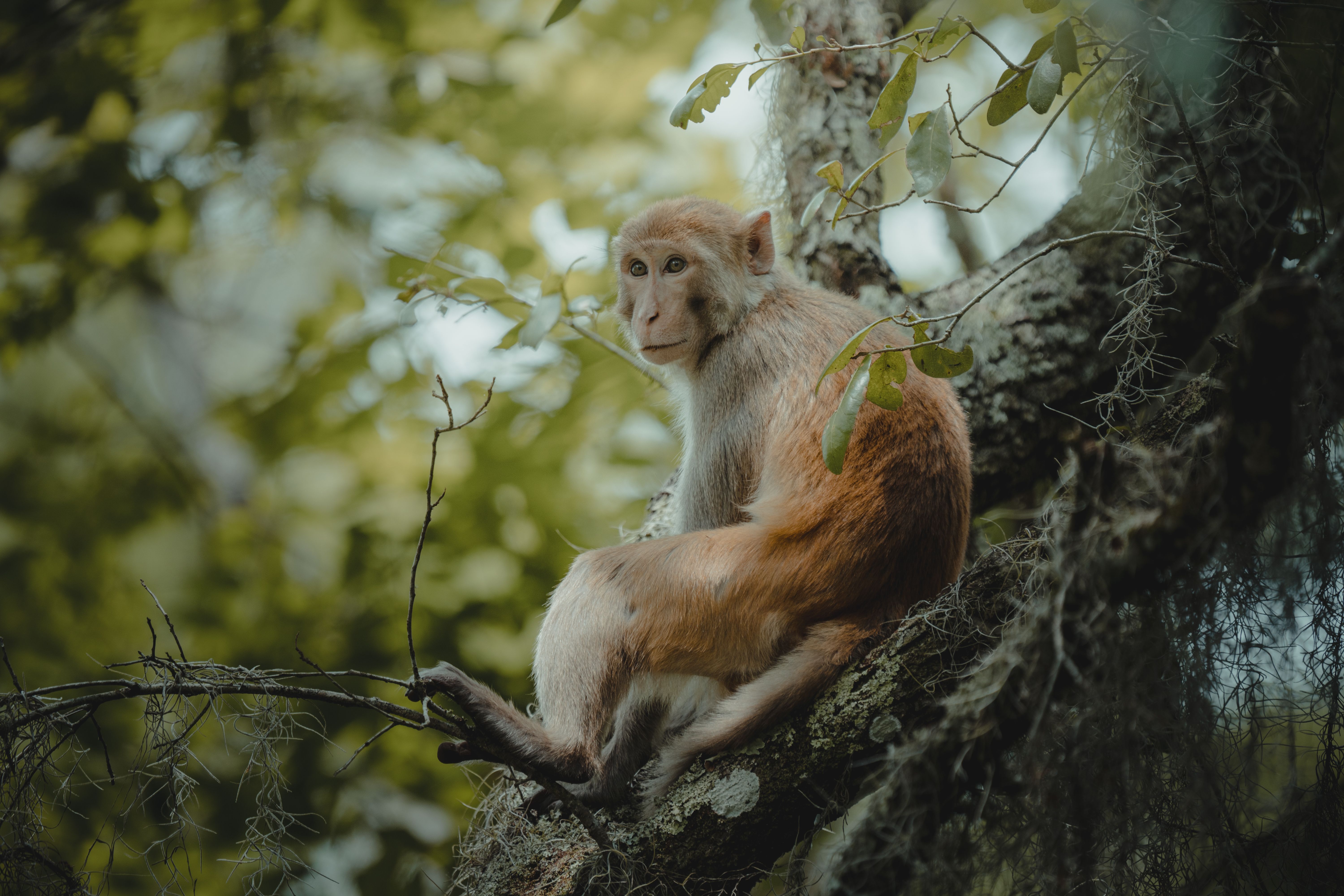 monkeys live wild florida