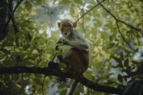 Free A macaque monkey sits on a tree branch surrounded by lush greenery in Silver Springs, Florida. Stock Photo