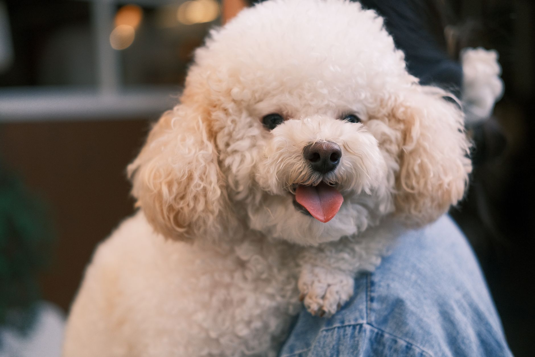 A cute Bichon Frise dog with curly white fur and tongue out, sitting on a person's shoulder indoors.