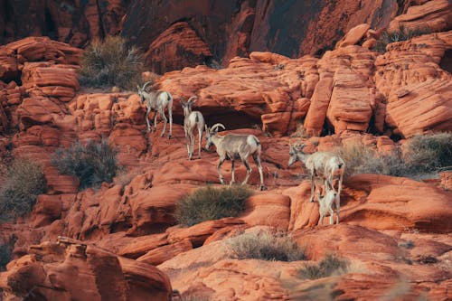 Immagine gratuita di animale, antilope, arenaria