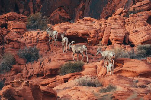 Free A herd of desert bighorn sheep traverses the red rock landscapes of Moapa Valley, Nevada. Stock Photo