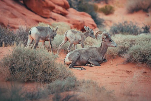 Imagine de stoc gratuită din animal, antilopă, arbust