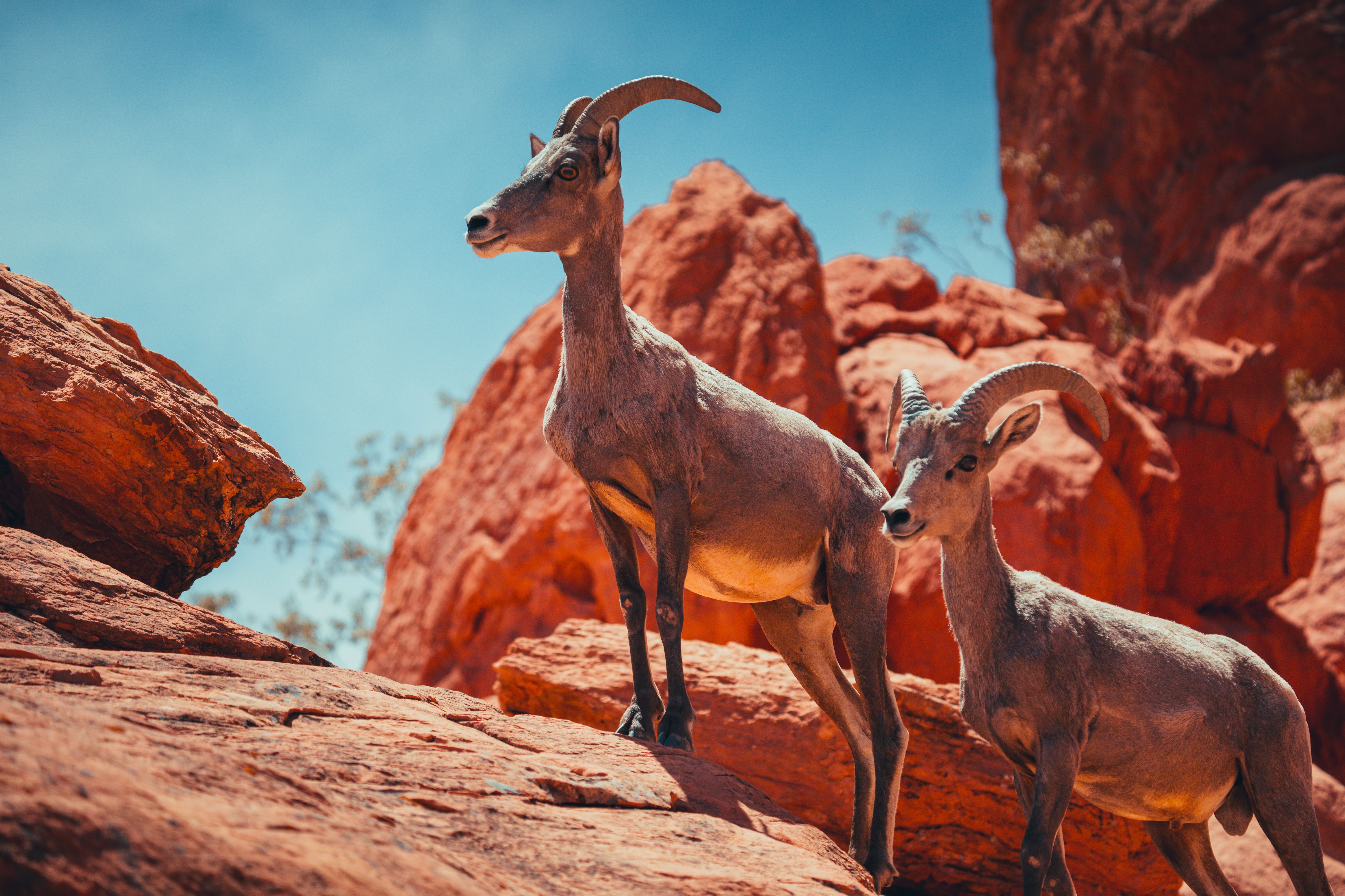 Arizona Bighorn Sheep Draw Odds: Desert and Rocky Mountain Tags — photo by Roberto Lee Cortes (pexels)