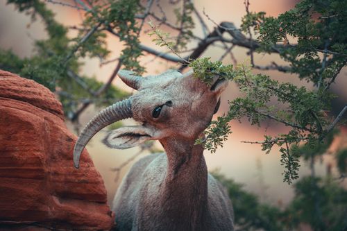 Free Bighorn sheep feeding on desert foliage in Moapa Valley, Nevada. Stock Photo