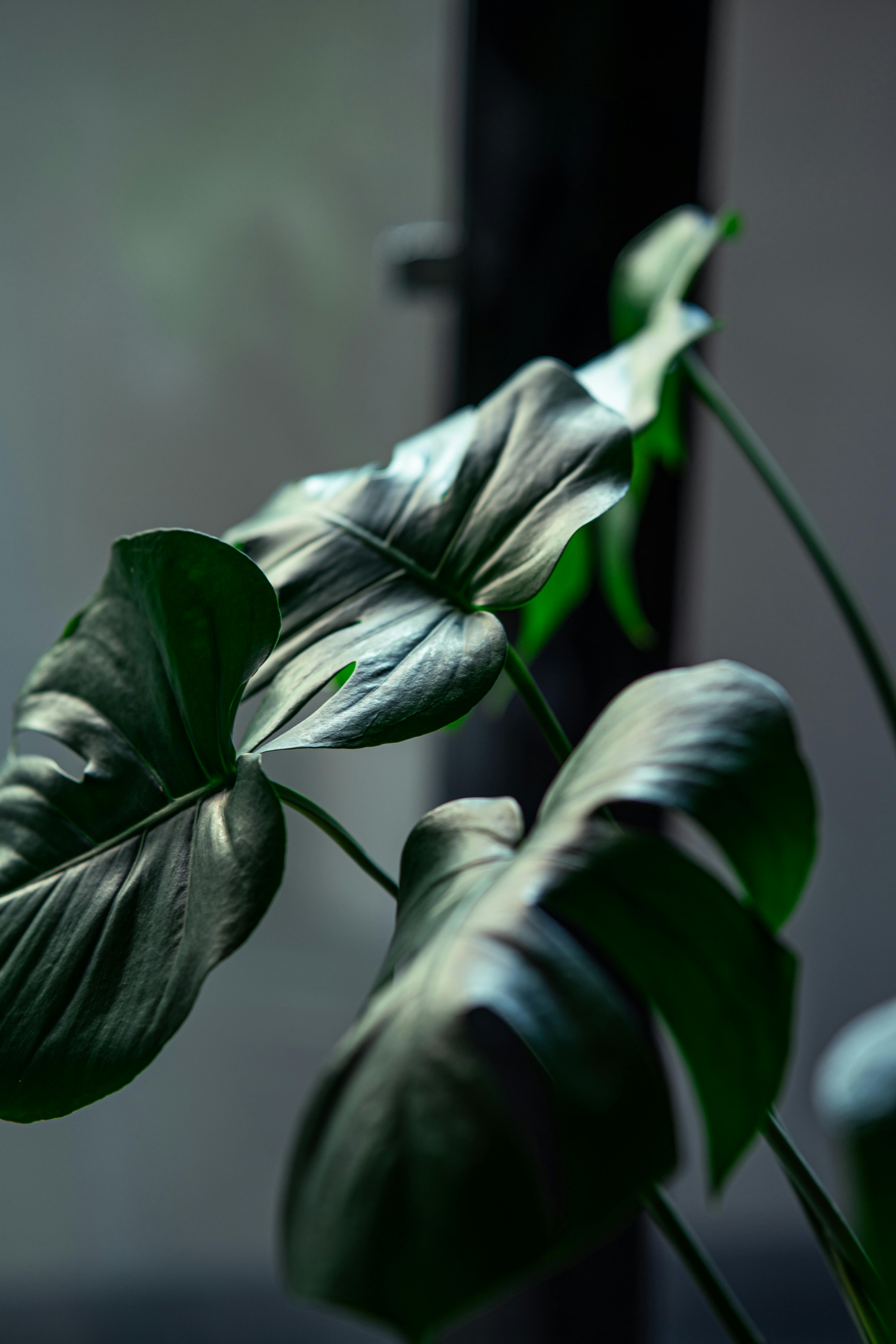 A close-up view of lush Monstera leaves with dramatic lighting indoors, highlighting texture and detail.