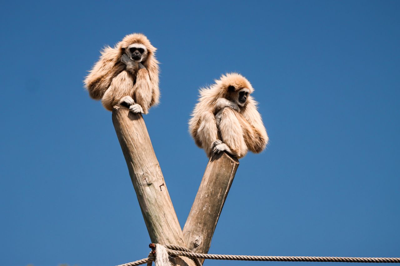 two lar gibbons sitting on wooden poles against a clear blue sky showc
