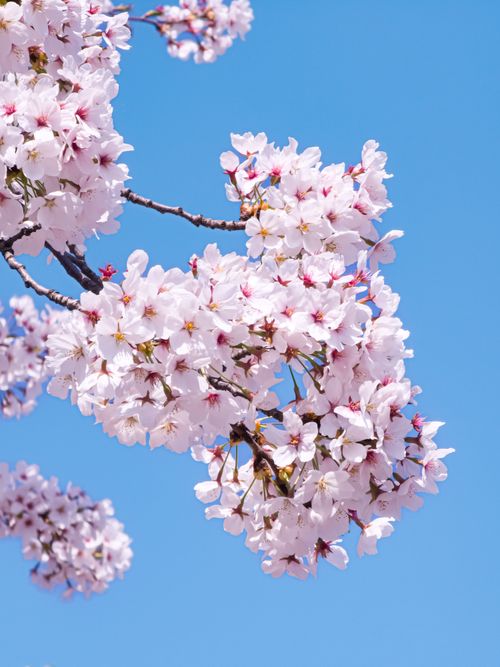 Free Close-up of cherry blossoms in full bloom on a clear spring day, showcasing vibrant pink petals. Stock Photo