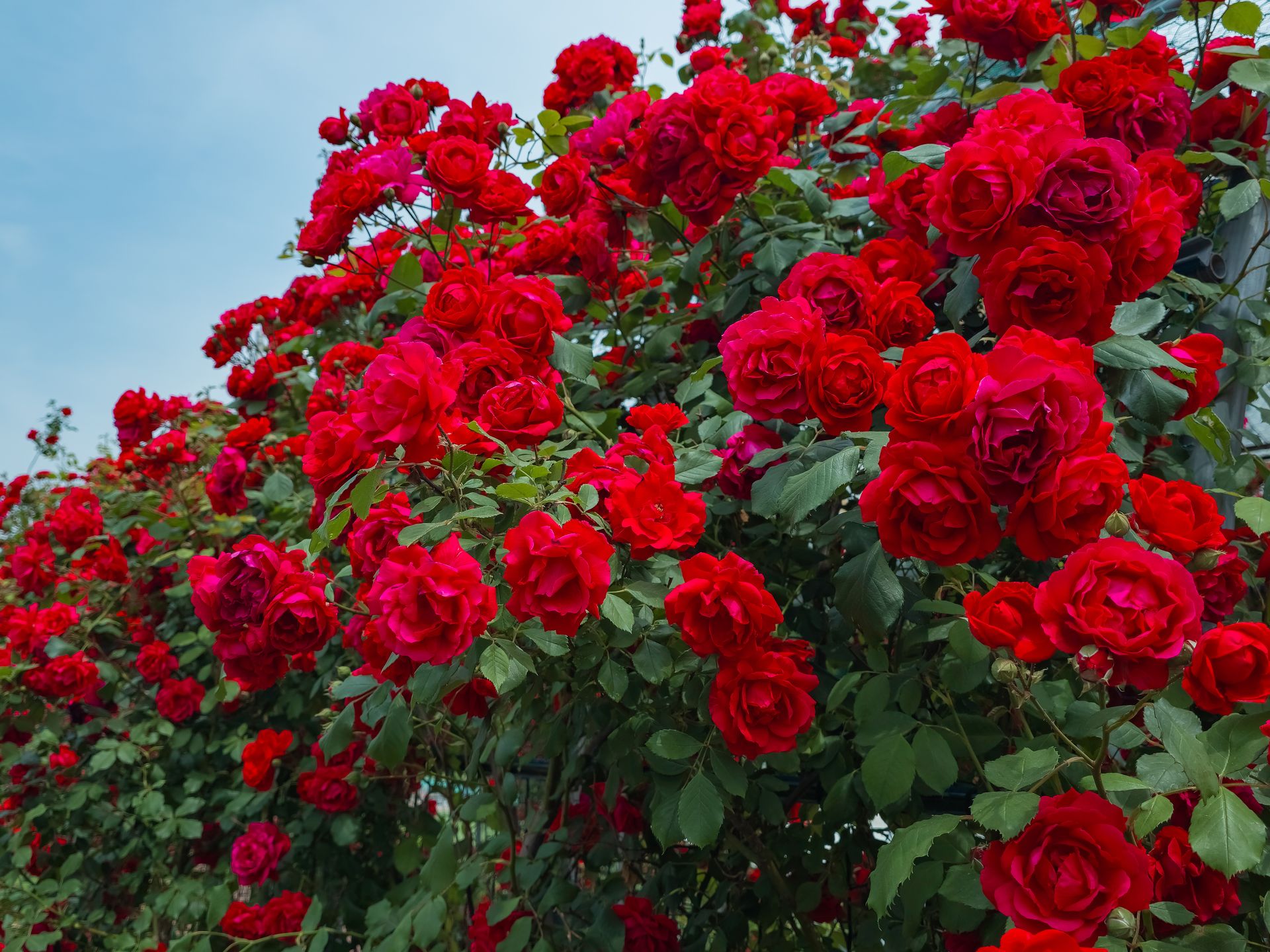 A lush shrub of vibrant red roses blooming outdoors under a clear blue sky, showcasing nature's beauty.