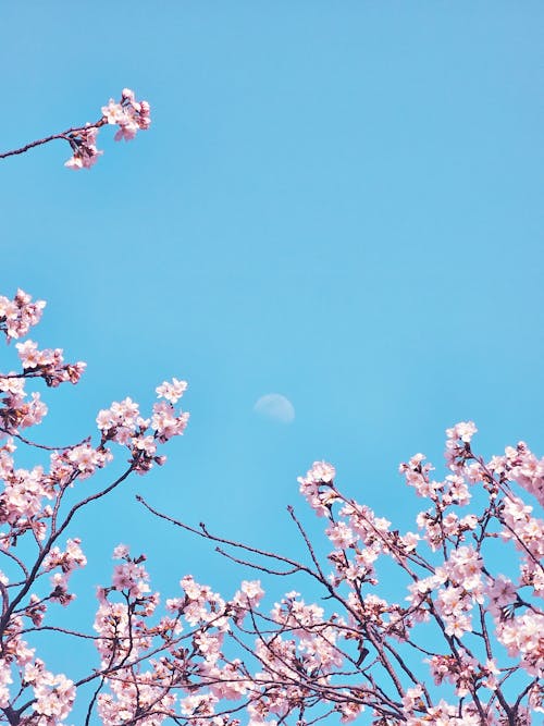 Fotobanka s bezplatnými fotkami na tému čerešňa, čerešňové kvety, exteriéry