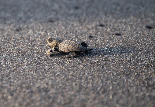 Watch for Tiny Turtles on Gatineau Park and Greenbelt Roads This Fall